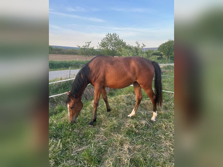 Westphalian Mare 3 years 16,2 hh Brown in Ritterhude/Bremen
