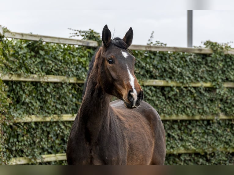 Westphalian Mare 3 years 16,2 hh Brown in Waddinxveen
