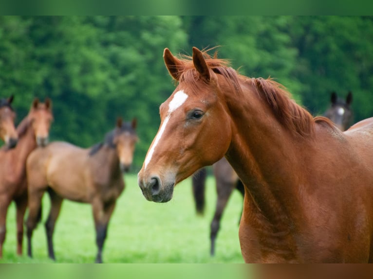 Westphalian Mare 3 years 16,2 hh Chestnut-Red in Legden