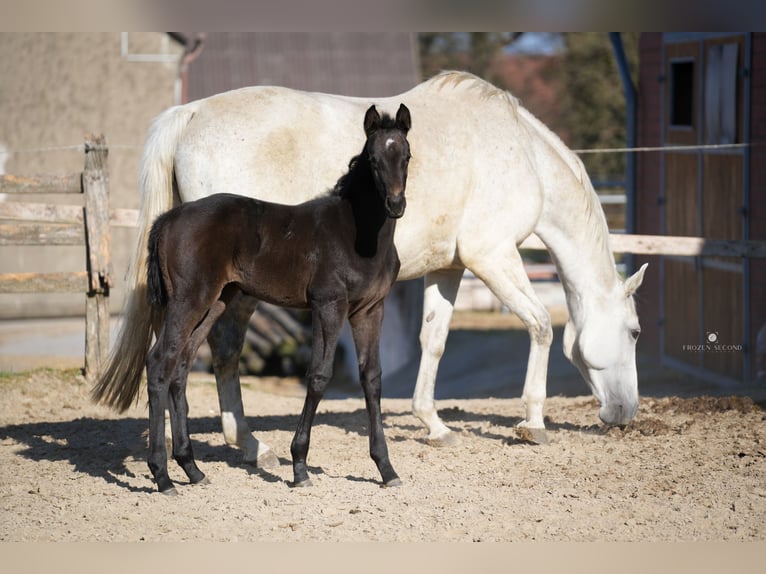 Westphalian Mare 3 years 16,2 hh Grey-Dark-Tan in Osnabr&#xFC;ck