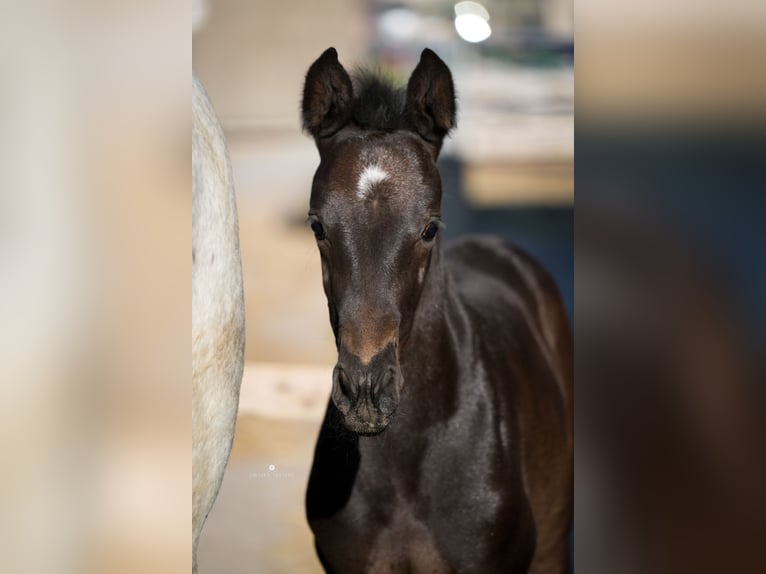 Westphalian Mare 3 years 16,2 hh Grey-Dark-Tan in Osnabr&#xFC;ck