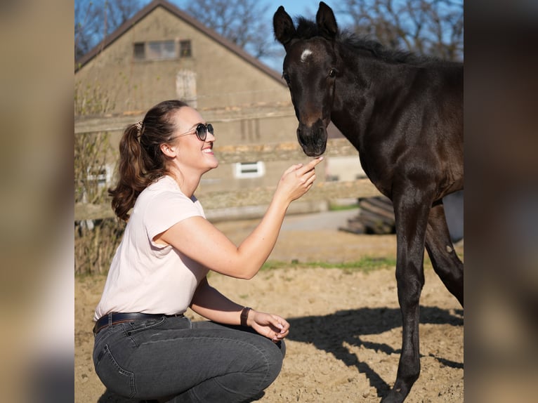 Westphalian Mare 3 years 16,2 hh Grey-Dark-Tan in Osnabr&#xFC;ck