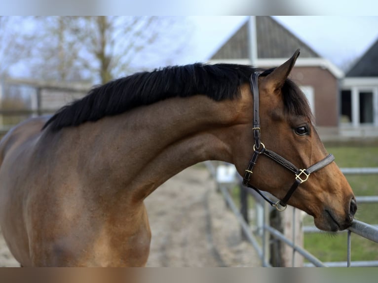 Westphalian Mare 3 years 16,3 hh Brown in Harreveld
