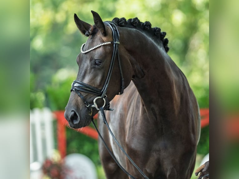 Westphalian Mare 3 years 16,3 hh Brown in M&#xFC;nster-Handorf