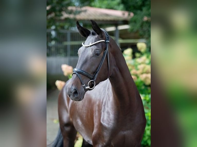 Westphalian Mare 3 years 17,1 hh Smoky-Black in Ankum