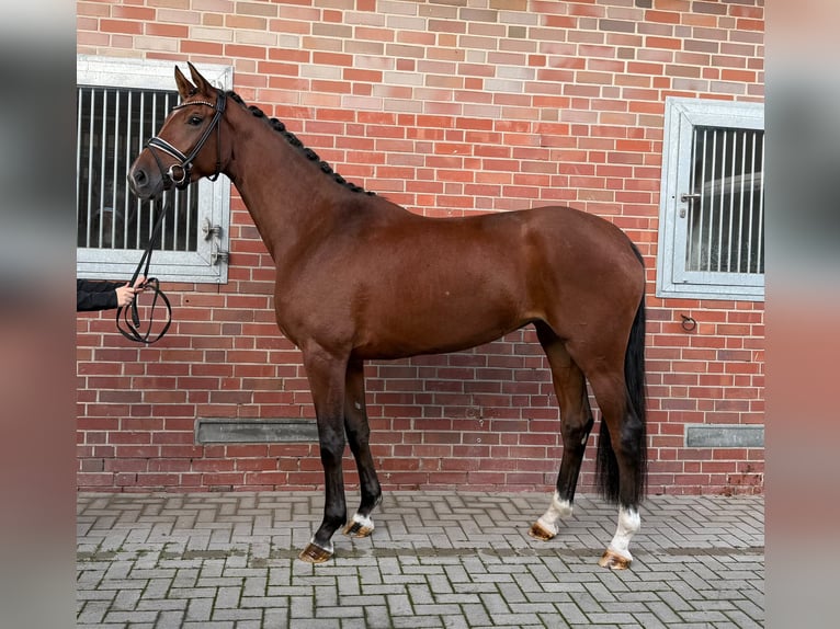 Westphalian Mare 3 years 17 hh Brown in Münster