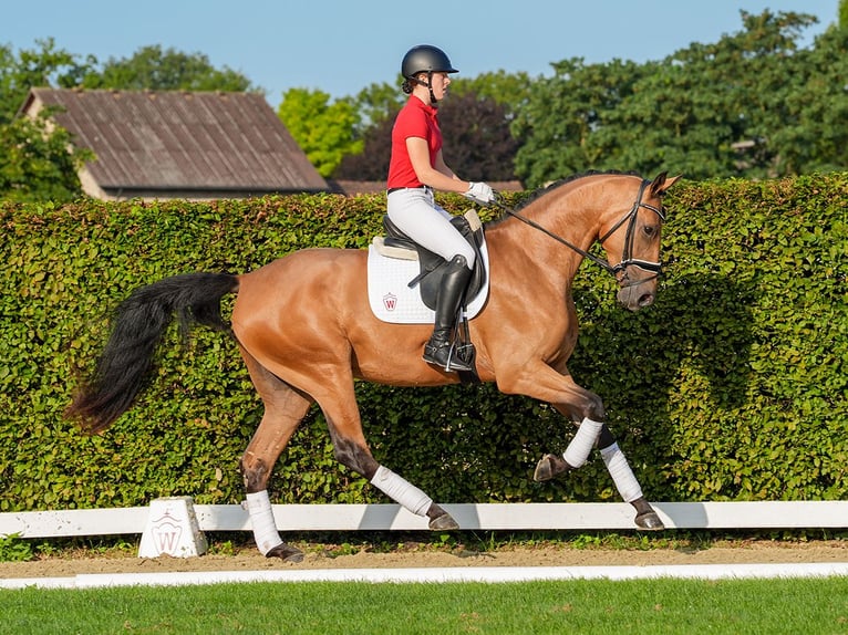 Westphalian Mare 3 years 17 hh Buckskin in Münster