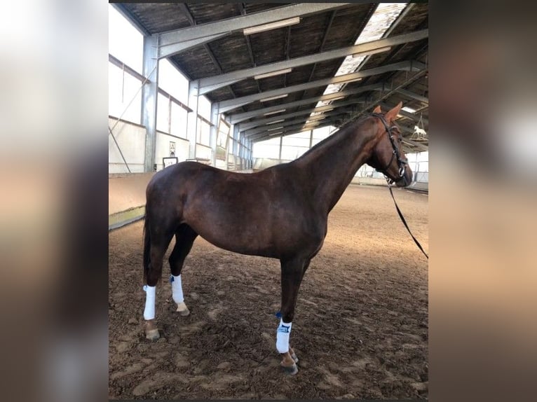 Westphalian Mare 3 years 17 hh Chestnut in Bonn