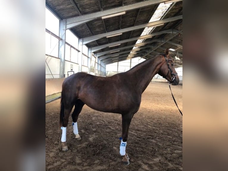Westphalian Mare 3 years 17 hh Chestnut in Bonn