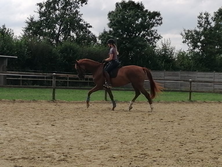 Westphalian Mare 3 years 17 hh Chestnut in Münster