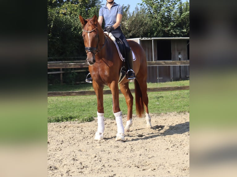 Westphalian Mare 3 years 17 hh Chestnut in Münster