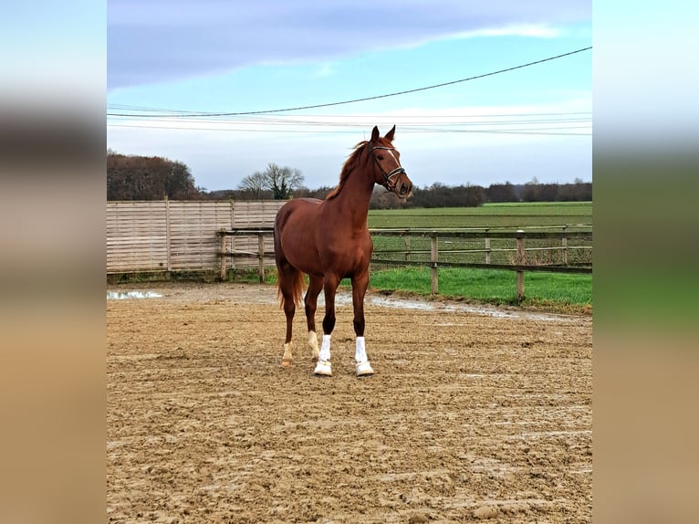 Westphalian Mare 3 years 17 hh Chestnut in Münster