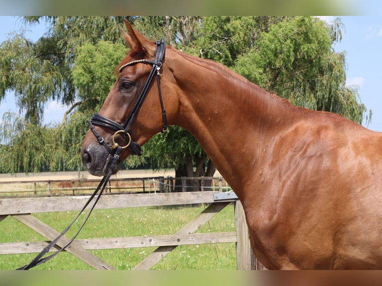 Westphalian Mare 3 years 17 hh Chestnut in Münster