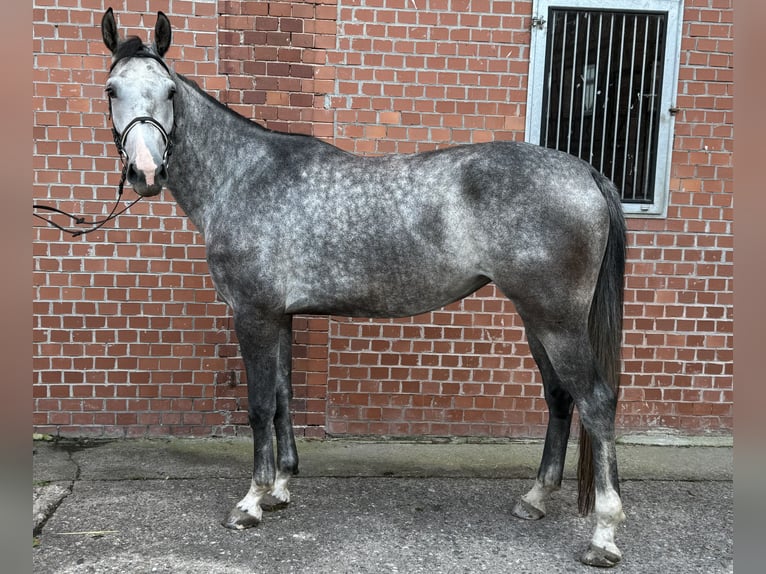Westphalian Mare 3 years 17 hh Grey in Themar