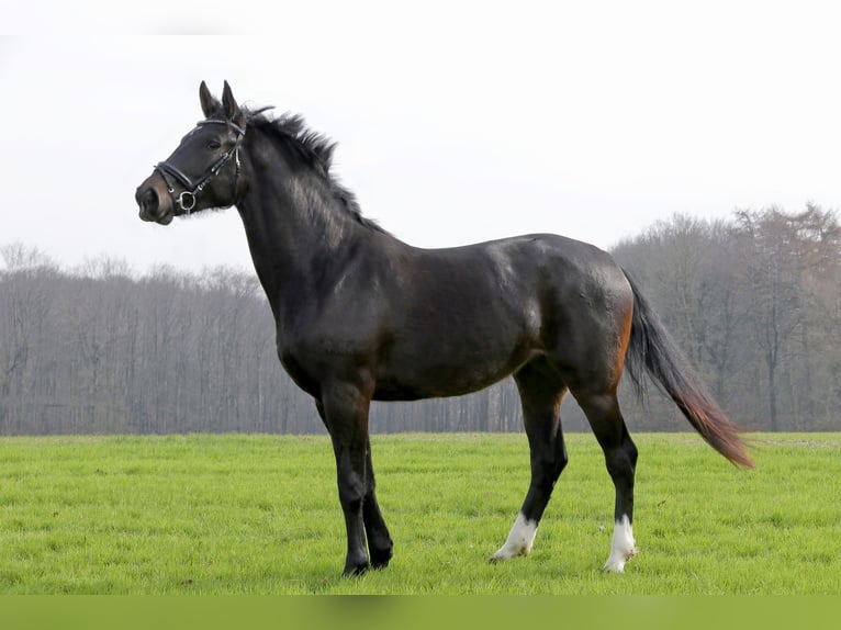 Westphalian Mare 3 years 17 hh Smoky-Black in Spenge