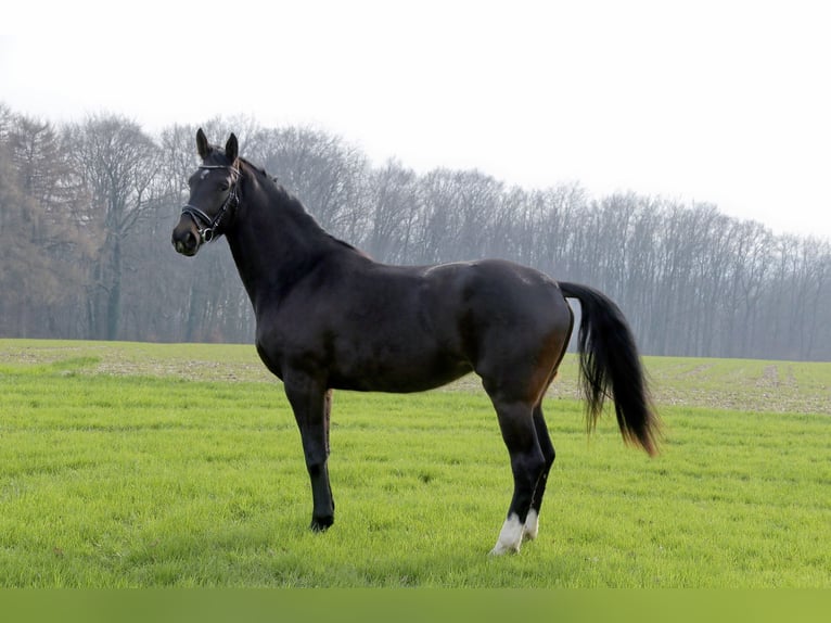 Westphalian Mare 3 years 17 hh Smoky-Black in Spenge