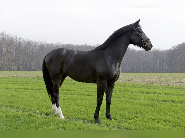 Westphalian Mare 3 years 17 hh Smoky-Black in Spenge