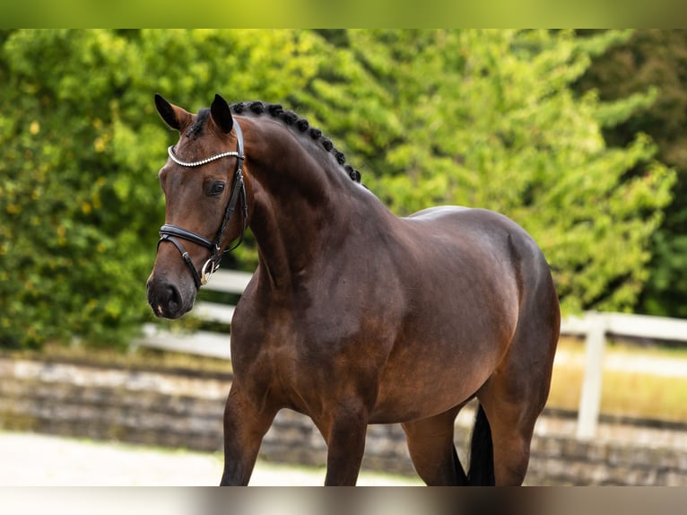 Westphalian Mare 3 years Bay-Dark in Bocholt