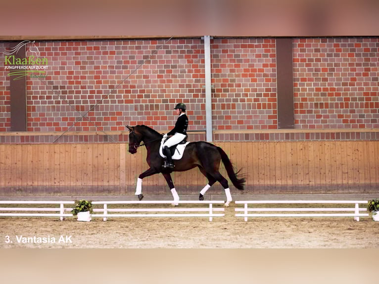Westphalian Mare 3 years Bay-Dark in Bocholt