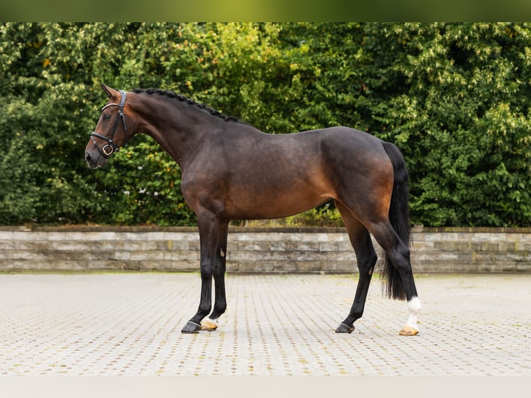 Westphalian Mare 3 years Bay-Dark in Bocholt