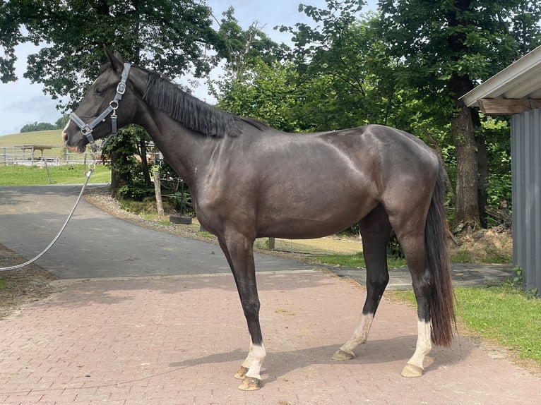 Westphalian Mare 3 years Black in Wenden