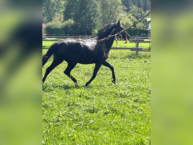 Westphalian Mare 3 years Black in Deining - Egling