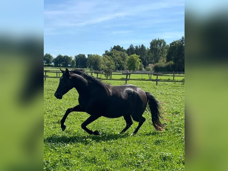 Westphalian Mare 3 years Black in Deining - Egling