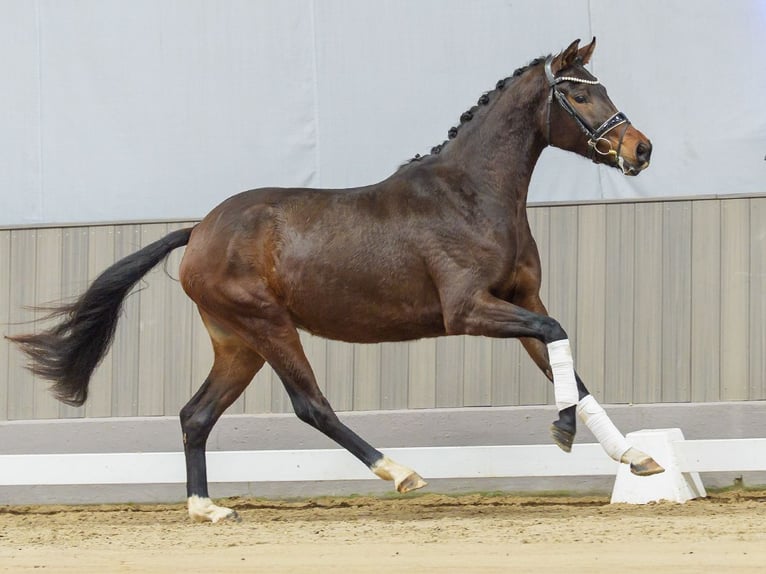 Westphalian Mare 3 years Brown in Münster-Handorf