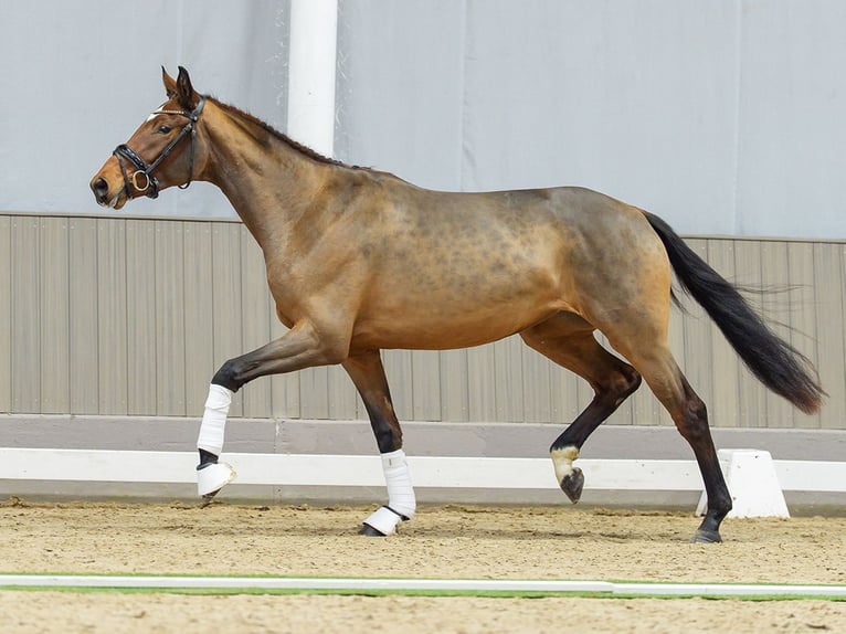 Westphalian Mare 3 years Brown in Münster-Handorf