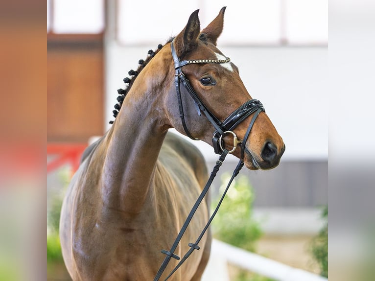 Westphalian Mare 3 years Brown in Münster-Handorf