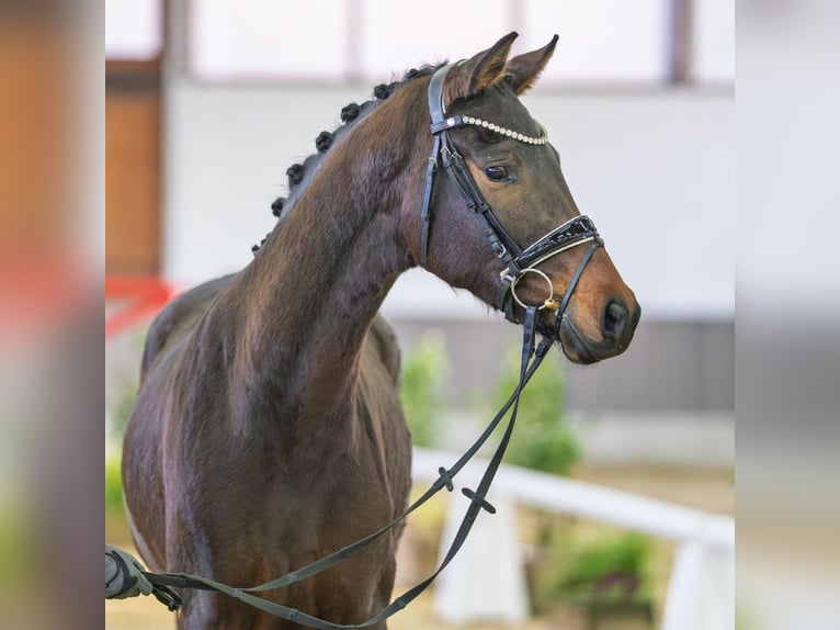 Westphalian Mare 3 years Brown in Münster-Handorf