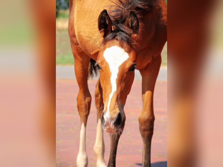 Westphalian Mare 3 years Brown in Neuenkirchen