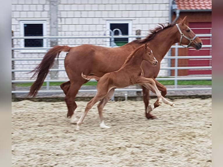 Westphalian Mare 3 years Chestnut-Red in Borchen