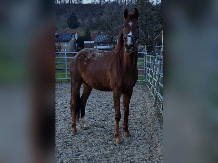 Westphalian Mare 3 years Chestnut-Red in Borchen