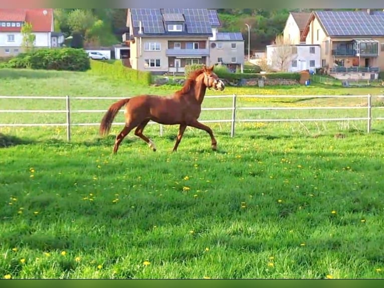 Westphalian Mare 3 years Chestnut-Red in Borchen