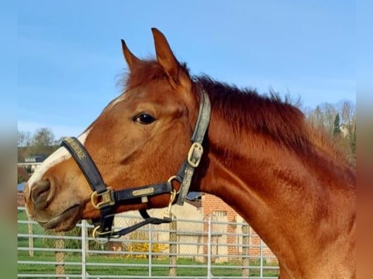 Westphalian Mare 3 years Chestnut-Red in Borchen