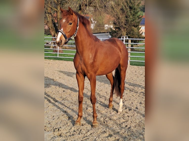 Westphalian Mare 3 years Chestnut-Red in Borchen