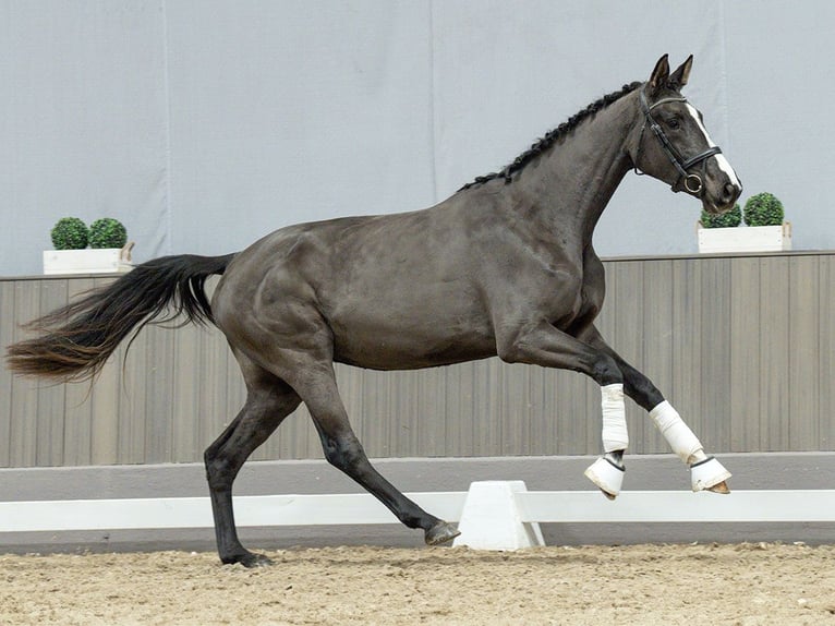 Westphalian Mare 3 years Smoky-Black in Münster-Handorf