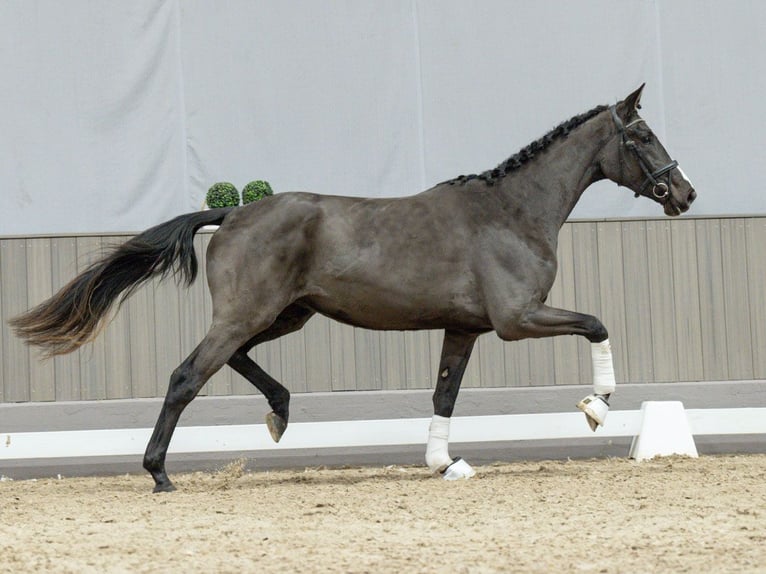 Westphalian Mare 3 years Smoky-Black in Münster-Handorf