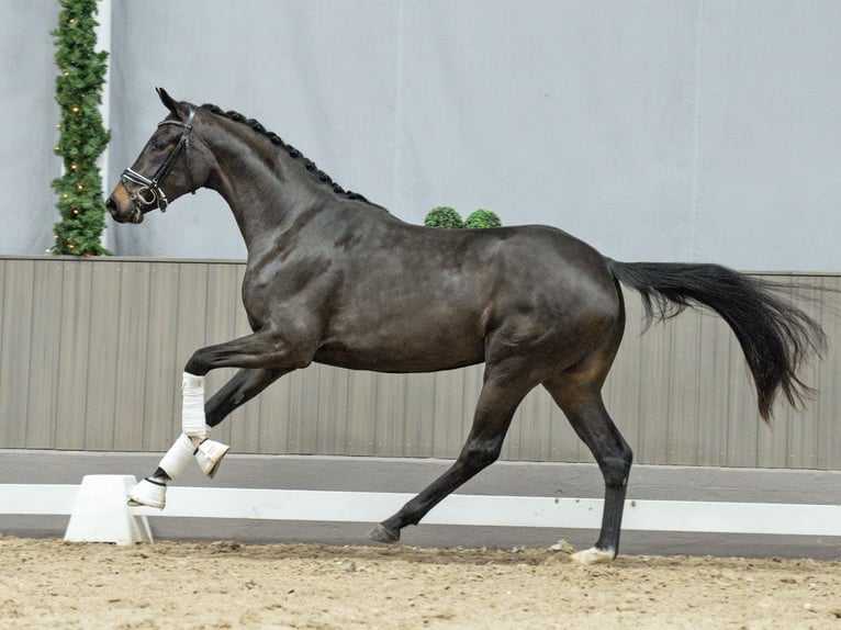 Westphalian Mare 3 years Smoky-Black in Münster-Handorf