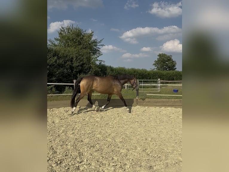 Westphalian Mare 4 years 14.1 hh Buckskin in Essen