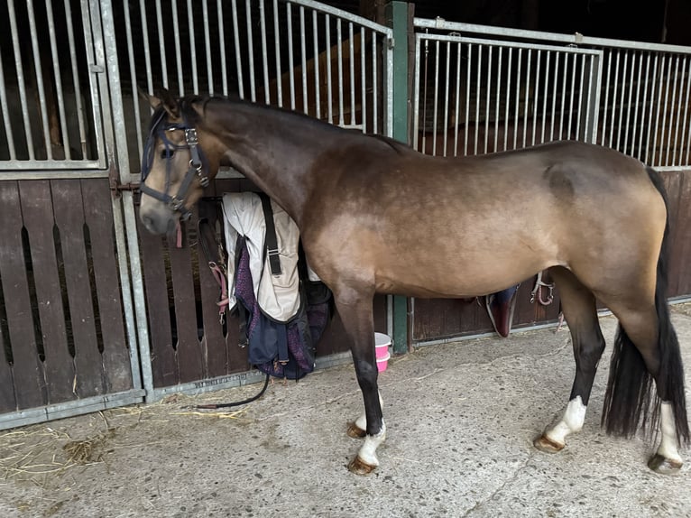 Westphalian Mare 4 years 14.1 hh Buckskin in Essen
