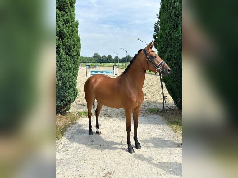 Westphalian Mare 4 years 14 hh Brown in Nottuln