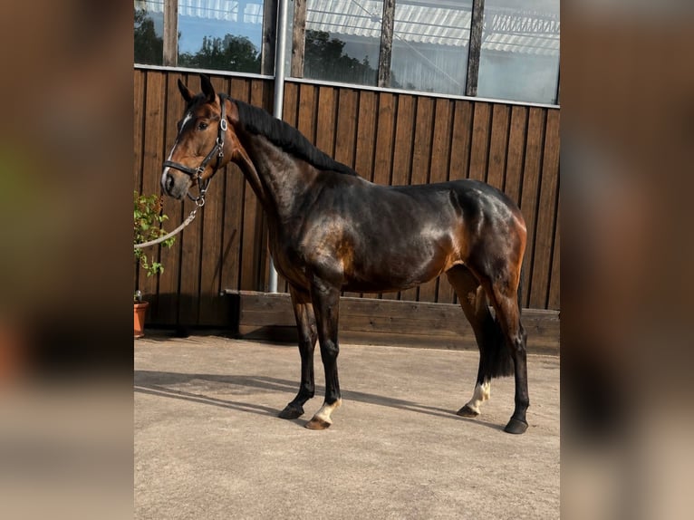 Westphalian Mare 4 years 15.1 hh Brown in Limburg an der Lahn