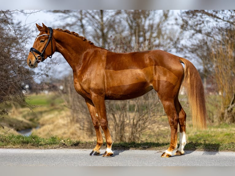 Westphalian Mare 4 years 15.1 hh Chestnut-Red in Rosenheim