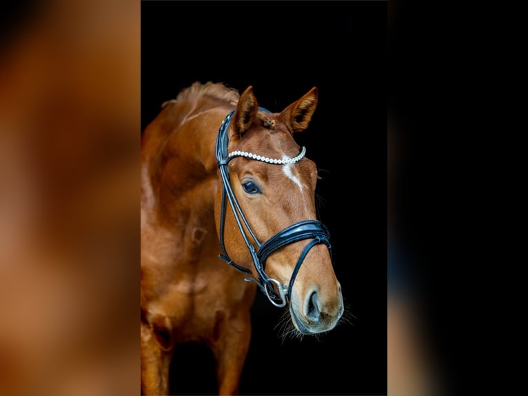 Westphalian Mare 4 years 15.1 hh Chestnut-Red in Rosenheim