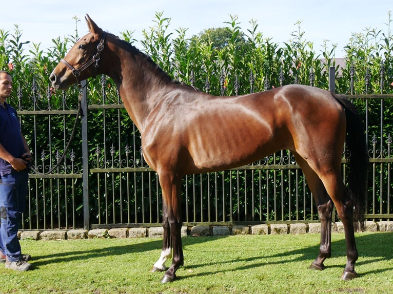 Westphalian Mare 4 years 15,1 hh in Dorsten