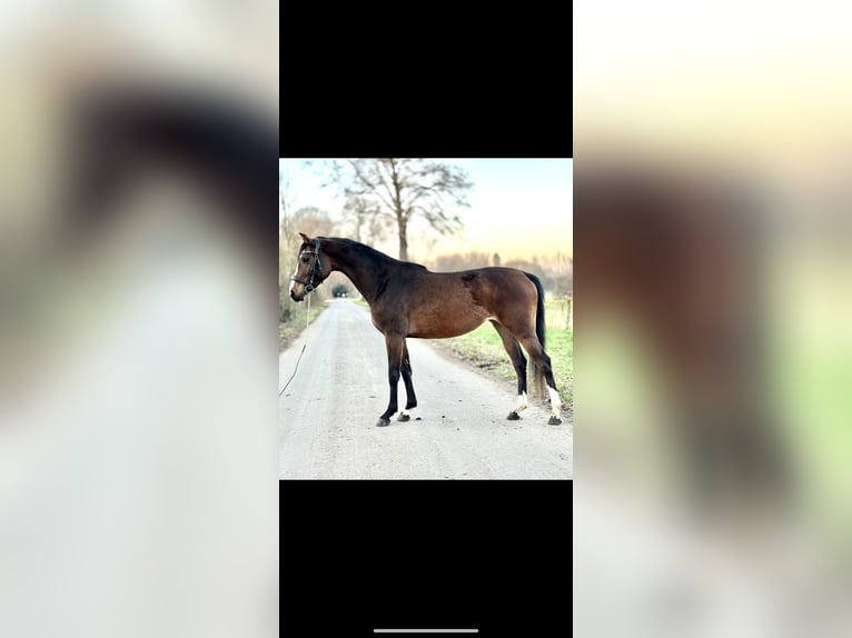 Westphalian Mare 4 years 15,2 hh Bay-Dark in Kerpen