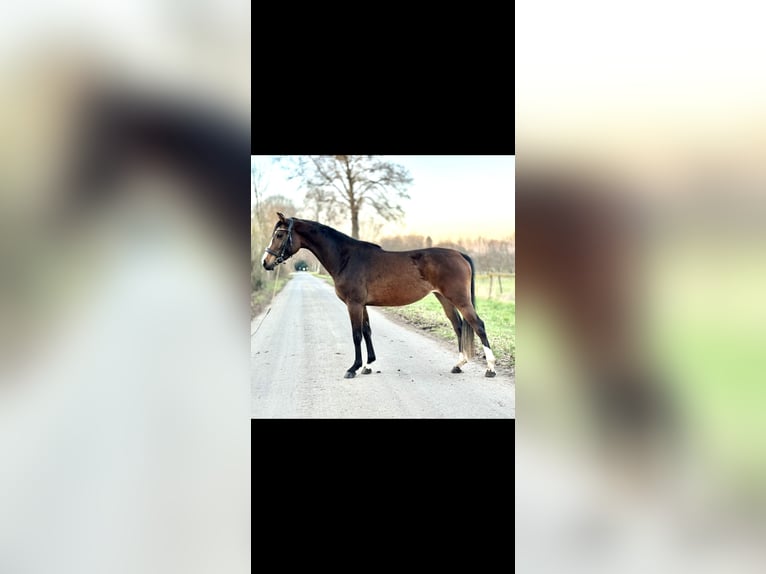 Westphalian Mare 4 years 15,2 hh Bay-Dark in Kerpen