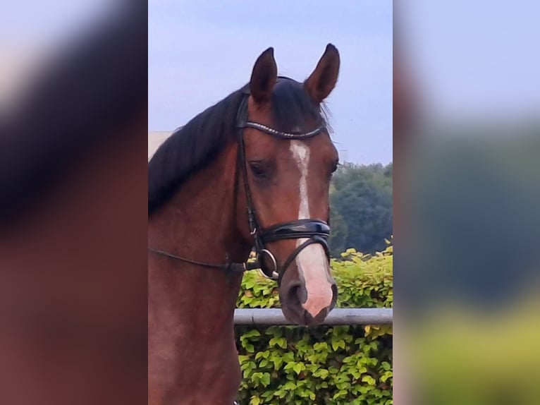 Westphalian Mare 4 years 15,2 hh Brown in Dortmund